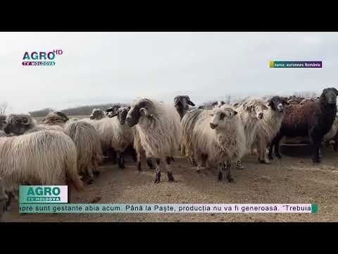 România: Carnea de miel și de ied va fi mai scumpă de Paște