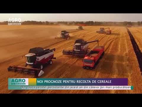Noi prognoze pentru recolta de cereale