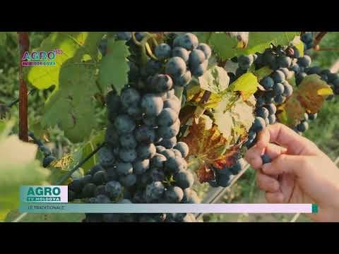 Export record de struguri moldovenești în UE: Dublu față de anul trecut