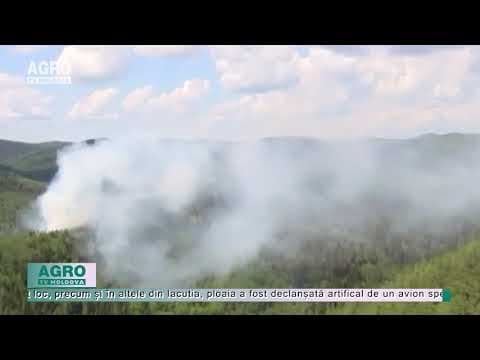 Arde natura în Siberia