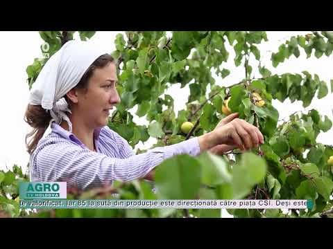Caisele moldovenești, printre cele mai solicitate fructe pe piața externă