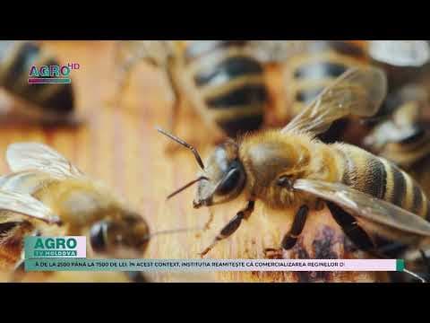 Comercializarea ilicită a reginelor de albine în vizorul inspectorilor ANSA