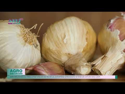 Un nou succes pentru agricultura moldovenească: Usturoiul moldovenesc ajunge pentru prima dată pe piața europeană