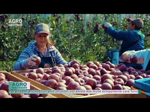 Livezile de mere produc zeci de tone de oxigen