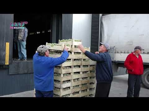 An favorabil pentru exportul strugurilor