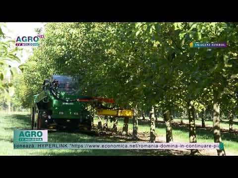 România rămâne cel mai mare producător de nuci al Europei