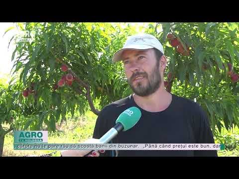 O echipă AGRO TV a cules primii piersici