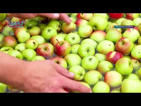 Merele, în TOP-10 cele mai exportate mărfuri din RM