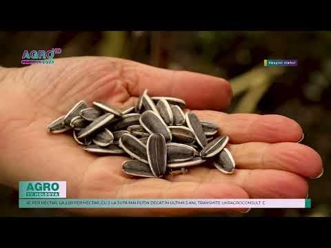 Recolta de floarea-soarelui va scădea semnificativ în regiunea Dunării și Mării Negre