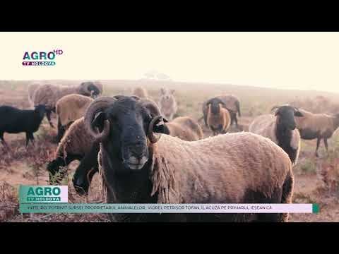Un fermier și-a lăsat turma de oi abandonată în fața primăriei