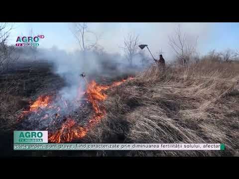Efectele incendiilor de vegetație, grave asupra fertilității solului