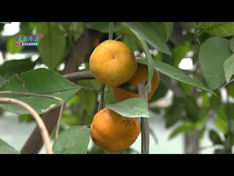 La Grădina Botanică s-au copt citricele