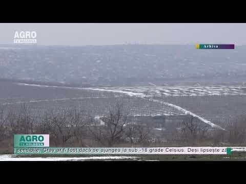 Culturile multianuale, în afara pericolului