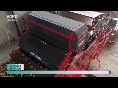 VIDEO/Tehnologia rezolvă problemele fermierilor, cartofii pot fi sortați de un robot