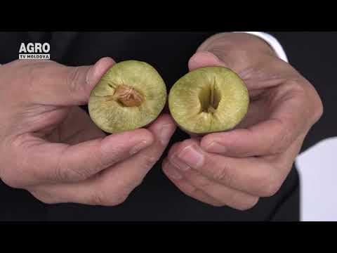 Exportul de fructe autohtone pe piața Uniunii Europene. Condiții, cerințe și avantaje.