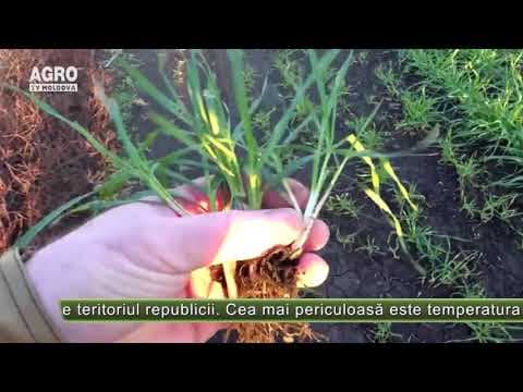 Iarnă caldă, pericol pentru culturile agricole