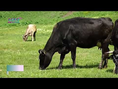 Granturi de 4 milioane de dolari pentru crescători de bovine pentru lapte