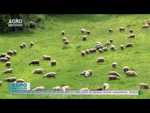 VIDEO/O călătorie cu ultimii păstori nomazi ai Greciei