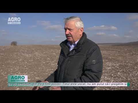 Agricultorii pot pierde grâul semănat în această toamnă