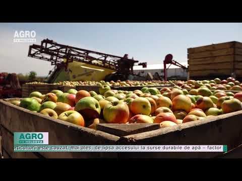 Producerea fructelor, principalul sector cu pondere în exporturi