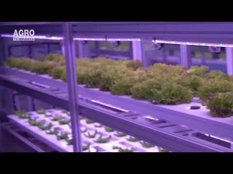 Agricultură subterană la Seul