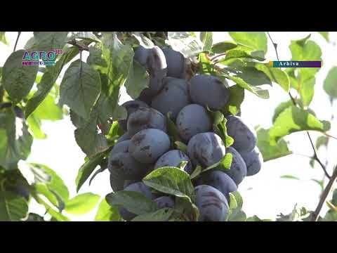 Prunele, pe locul doi în topul celor mai exportate fructe