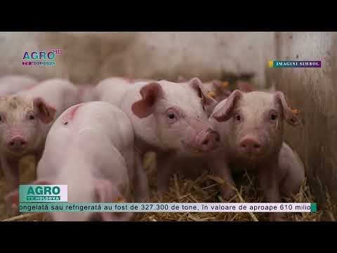 Pesta porcină africană ”a ucis” peste 1,5 milioane de porci în România
