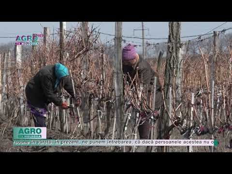 Agricultor: „Sunt situații în care aduc zilieri de la o distanță de 50 km”