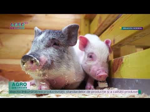 Producătorii din sectorul zootehnic pot depunere cereri pentru granturi