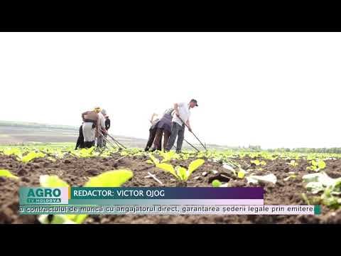 Moldovenii, pe picior de egalitate cu nemții