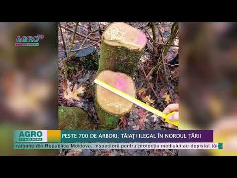 Peste 700 de arbori, tăiați ilegal în nordul țării