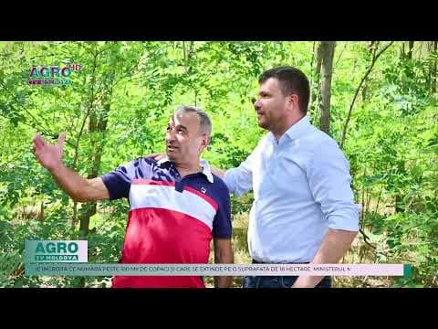 Ministerul Mediului susține plantarea pădurilor private