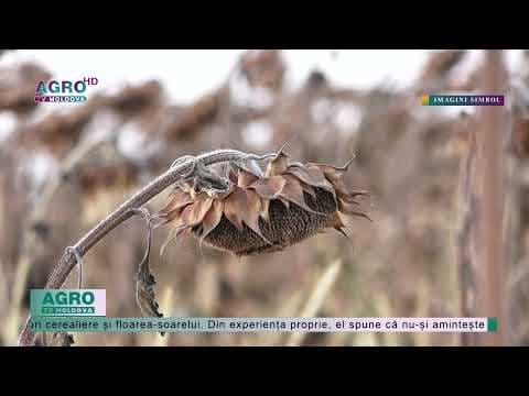 Seceta a afectat grav recolta de floarea-soarelui în Moldova