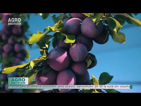 Cât de profitabilă este afacerea cu prune?