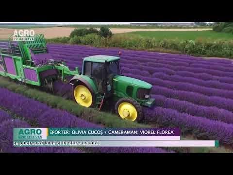 Lavanda, o afacere profitabilă