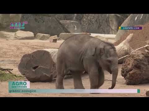 Elefanții de la o grădină zoologică din Germania, răsfățați