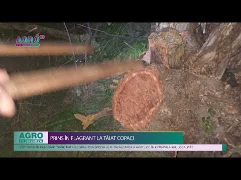 Prins în flagrant tăind 4 copaci din specia ulm