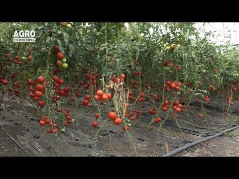 Baștina din 15.08.2021