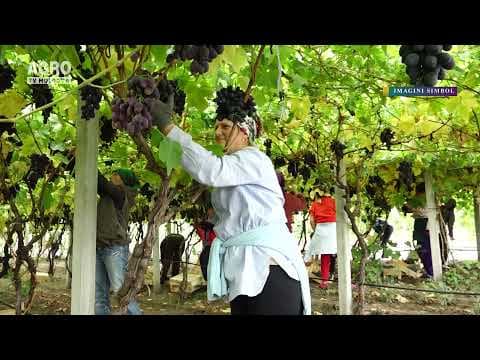 Cum se dezvoltă vița de vie după ploi