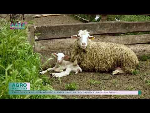 Crescătorii de ovine și caprine sunt încurajați repetat să aplice pentru granturile de 1 milion de dolari americani