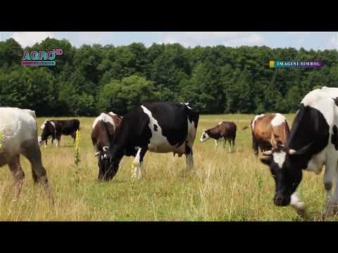 Sectorul zootehnic, afectat de secetă. Scade efectivul de animale