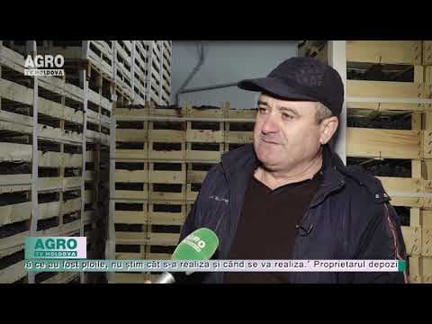 Viticultorii nu-și pot comercializa strugurii