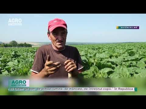 Când orășenii se plâng de căldură, să meargă la prășit