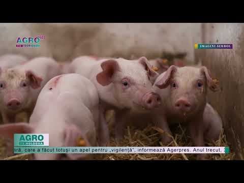 Numărul de focare de pestă porcină, în scădere în UE