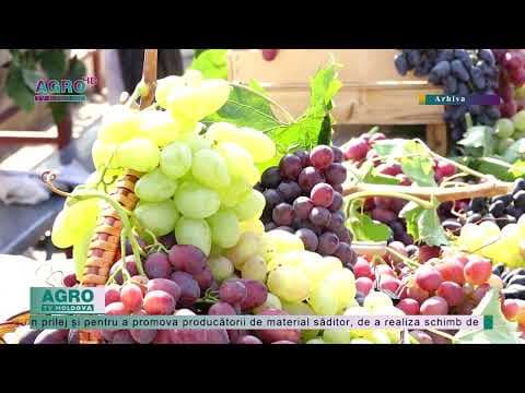 Festivalul Național al Strugurelui, la Cimişlia