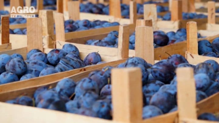 ABC-ul Fermierului. Agricultura competitivă