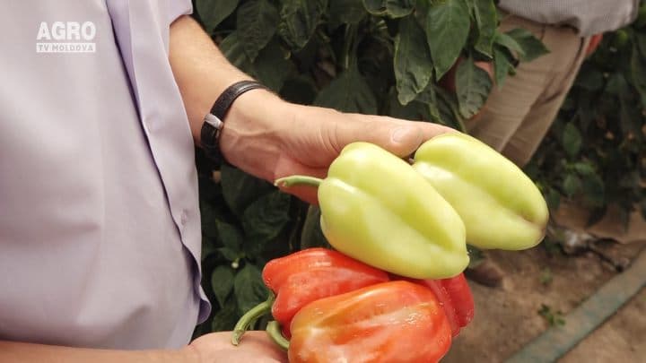 Tehnologiile aplicate la cultivarea legumelor în câmp deschis