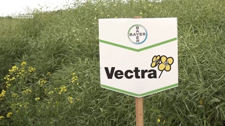 Rapița- o cultură tot mai solicitată de producătorii agricoli