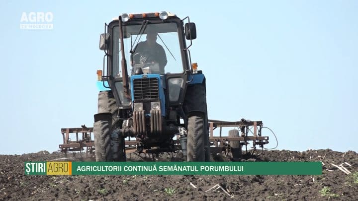 Agricultorii continuă semănatul porumbului
