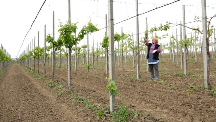 Baștina din 19.05.2019